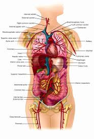 organ map human body organ map human body printable human