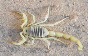 Image result for Eulophia arenicola