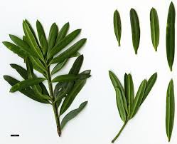 Image result for Podocarpus latifolius