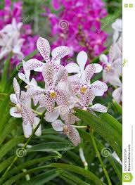 Facharzt für innere medizin, neurologie, psychiatrie und psychotherapie, somnologie (dgsm), schlafmedizin. Eine Nahaufnahme Von Schone Orchideen Im Botanischen Garten Von Singapur Stockfoto Bild Von Garten Singapur 73955742