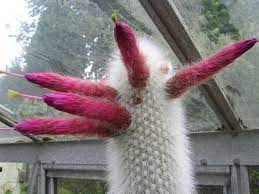 I've had this plant for over 8 months cacti & succulents house plants garden. Cleistocactus Strausii Silver Torch Cactus World Of Succulents
