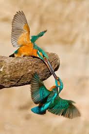 Birds That Start With Bu Titles Kissing Humming Birds Photo By Evzen Takac But I Think They Are Male And Female Kingfisher Female On Branch B Pet Birds Bird Photo Beautiful Birds