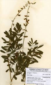 Image result for Tephrosia noctiflora