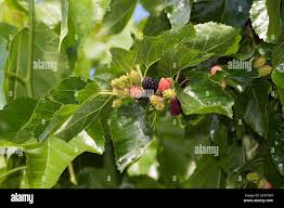 Image result for Moraceae