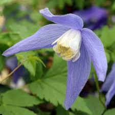 Check spelling or type a new query. Clematis Alpina Frankie 3l Whitehall Garden Centre