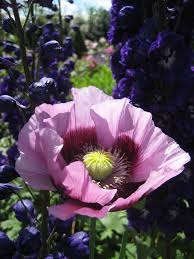 Gemüse zum richtigen zeitpunkt auszusäen hilft, dass man mehr ernten kann und schützt. Papaver Gute Nacht Schlafmohn Wurzerls Garten