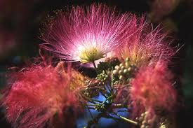 Image result for Albizia isenbergiana