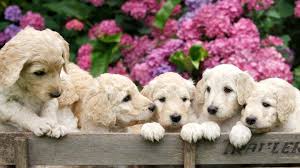 The australian labradoodle is one of the best service and family dogs around. How Much Does A Labradoodle Cost Full Breakdown The Doodle Guide