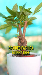 Image result for pachira obrázek