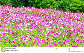 3,000+ hd flower wallpapers to download. Field Of Pink Flowers Hd 1080p Stock Video Video Of 1920x1080 Meadow 38074360