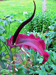 Smartseeds Dracunulus Vulgaris Voodoo Lily Plants Flower Garden Unusual Flowers