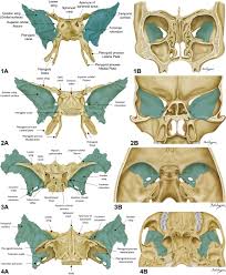 Image result for Sphenoid Bone