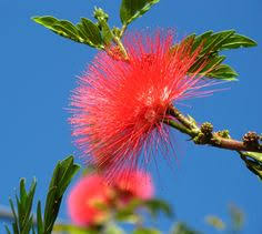 Check spelling or type a new query. 38 Flowers South America Ideas Flowers Plants South America