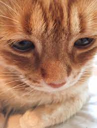 ← cats are attracted to movement and get really excited over stalking/killing their prey. I Love His Little Orange Eyelashes Cats