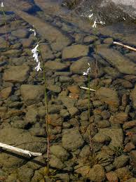 Image result for Lobelia chireensis