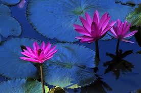 Roses, lilies, orchids, tulips, sunflowers, irises, carnations The Mystical Blue Lotus Flower Reed S Handmade Incense