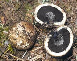 Browse 391 puffball mushroom stock photos and images available, or start a new search to explore more stock photos and images. Gastroid And Truffle Fungi