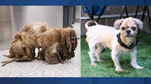 We are currently facilitating adoptions by appointment only. Kc Pet Project Rescues Dog With Severely Matted Fur