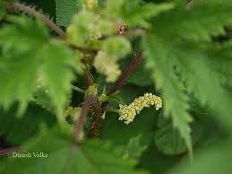 Image result for Girardinia