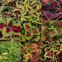 Image result for Coleus guerkei