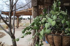 Maybe you would like to learn more about one of these? A Most Unusual Succulent Vine Alice Liles