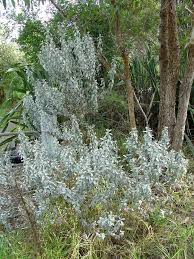 Image result for Podalyria