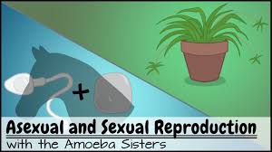 Amoeba sisters video recap alleles and genes worksheet answers : Alleles And Genes Youtube