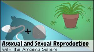 54,791 likes · 734 talking about this. Alleles And Genes Youtube