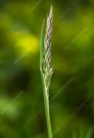 Image result for Holcus lanatus