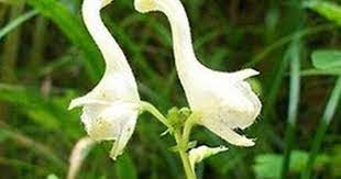 Pin On Blooming Flower