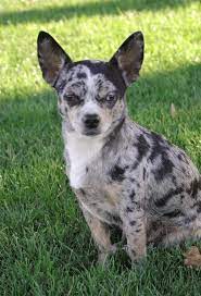 Blue Merle Chihuahua Breeze - OMGosh! Like A Teenie, Tough Catahoula  Leopard Dog! My Dream Come True! | Chihuahua Love, Cute Chihuahua, Blue  Merle Chihuahua