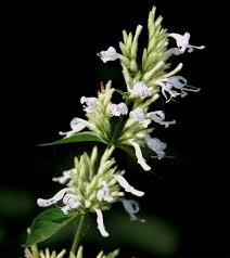 Image result for Hypoestes forskaolii