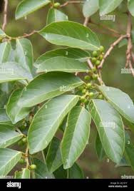 Image result for Bridelia micrantha