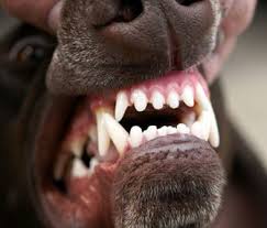 Some preventive dentistry may be provided for small exotic pets; Don T Let Anesthesia Fears Delay Your Dog S Teeth Cleaning Dog Teeth Cleaning Dog Teeth Dog Dental Care