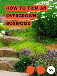In terms of pruning, the exact needs will depend on the specific variety. Learn How To Trim An Overgrown Boxwood How To Guides Tips And Tricks Plants Trees To Plant Mock Orange Shrub