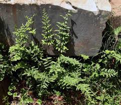 Image result for Cheilanthes viridis