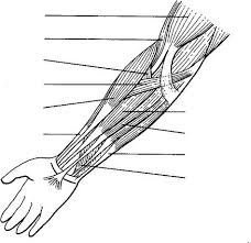1 diagram unlabeled free pdf ebook download: Label The Muscles Of The Arm Anatomy Coloring Book Anatomy Human Body Systems