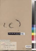 Image result for Laurembergia repens