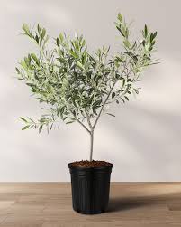 Image result for Olea