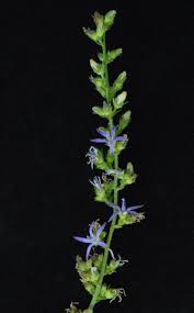 Image result for Wahlenbergia paludicola
