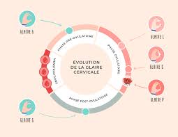 Maybe you would like to learn more about one of these? Glaire Cervicale Comment L Observer Notre Tuto Pas A Pas