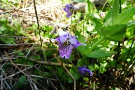 Image result for Viola eminii