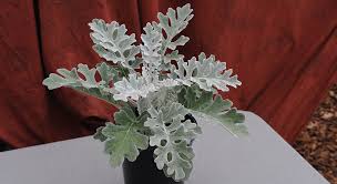 Image result for Cineraria