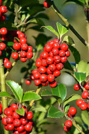 Castle Keep® Blue Holly - Proven Winners Colorchoice Flowering Shrubs