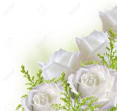 This is a charming vintage ladybug flowers clip art image! Beautiful White Roses Border Isolated On White Background Stock Photo Picture And Royalty Free Image Image 44335562
