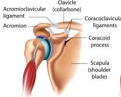The space defined within the borders of the right and left acromion and coracoid process serves as a landmark for the heart, great vessels, and thyroid gland. Frozen Shoulder Ayurveda Treatment Medicines Exercises