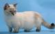 Munchkin Kitten For Sale