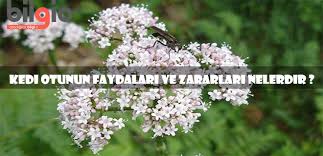 Kedi Otu Nedir Faydalari Ve Zararlari Nelerdir Bilgio Net