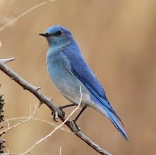 Make sure you have enough blue crayons to get your budding ornithologist through this sheet! Coeur D Alene Press