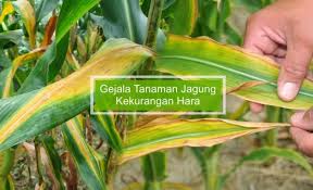 Check spelling or type a new query. Gejala Tanaman Jagung Kekurangan Hara N P K S Dan Mg Kabartani